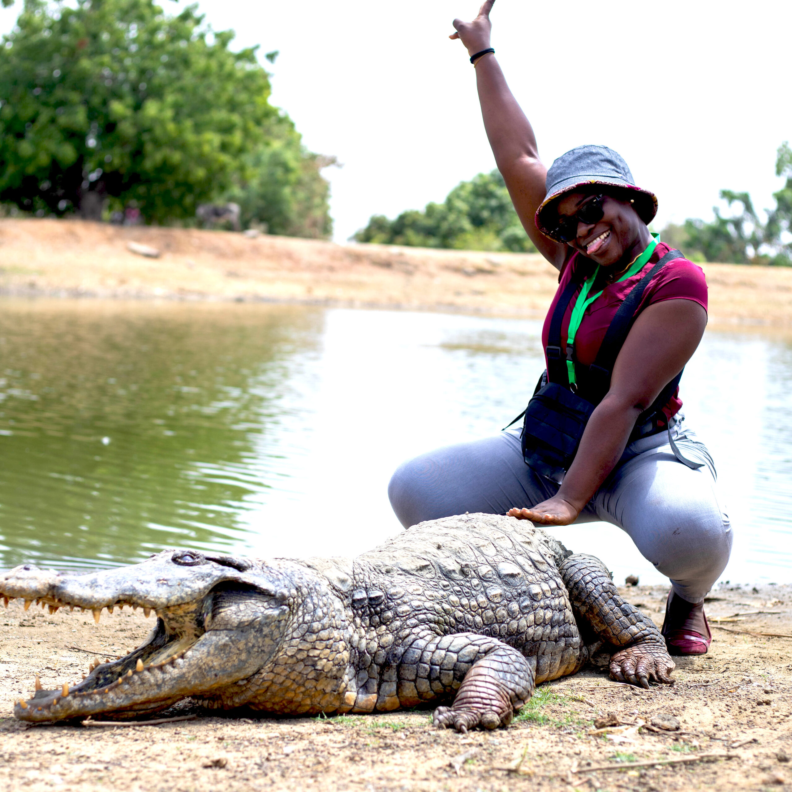 Crocodile